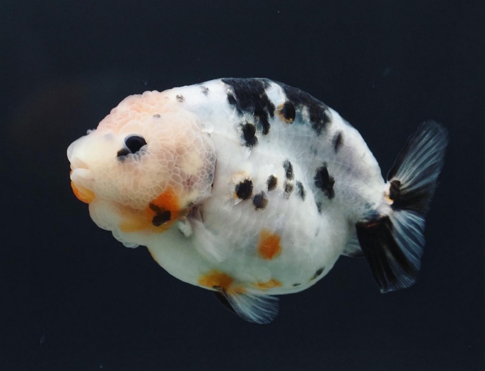 Carassius Auratus Auratus (Linnaeus, 1758)